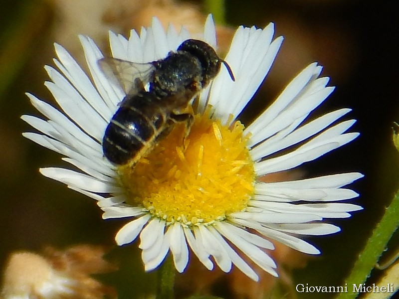 Heriades sp., femmina (Apidae Megachilinae)